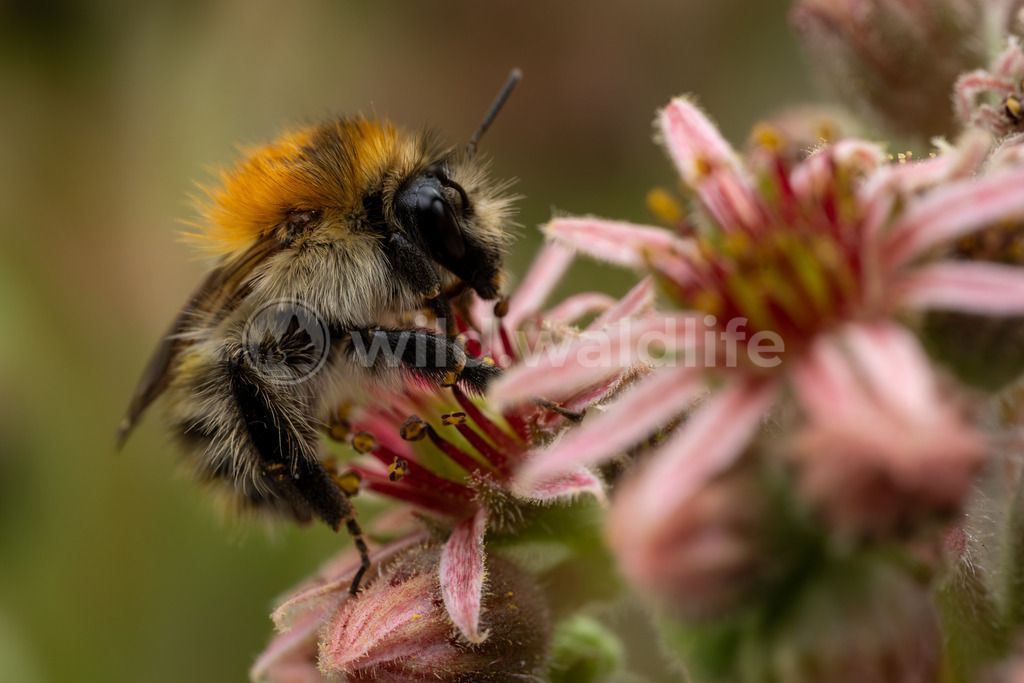 Ackerhummel an blühender Hauswurz  | Ackerhummel an blühender Hauswurz  - Realisiert mit Pictrs.com