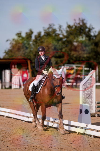 2026_10_03_Siefer-Hof_114138_Z81_84850627 | Professionelle Reitsport-, Turnier- und Eventfotografie von Robert Broda. Galerien mit ausgewählten und bearbeiteten Bildern direkt online ansehen und bestellen.