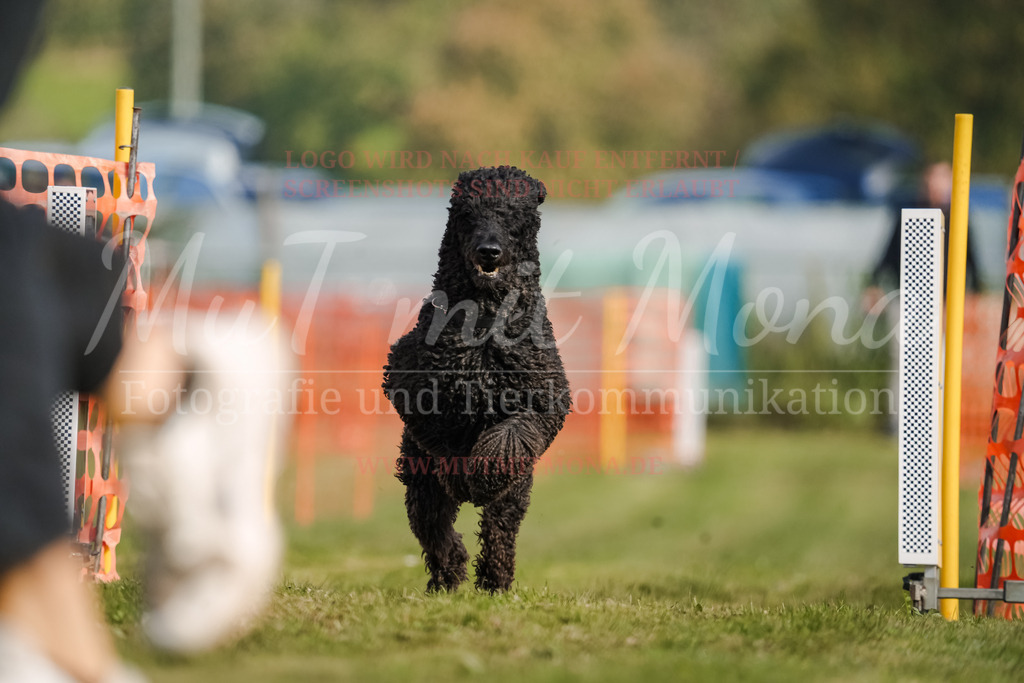 20250928_Hunderennen-317 | MuT (Mensch und Tier) mit Mona - Fotografie und Tierkommunikation - Realisiert mit Pictrs.com