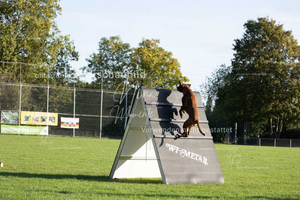_16A6250 | Einzigartige Fotos von Hunden & Menschen –Actionfotos, Portraits, Vereinsaufnahmen & Paarshootings – authentisch, lebendig & mit Herz.