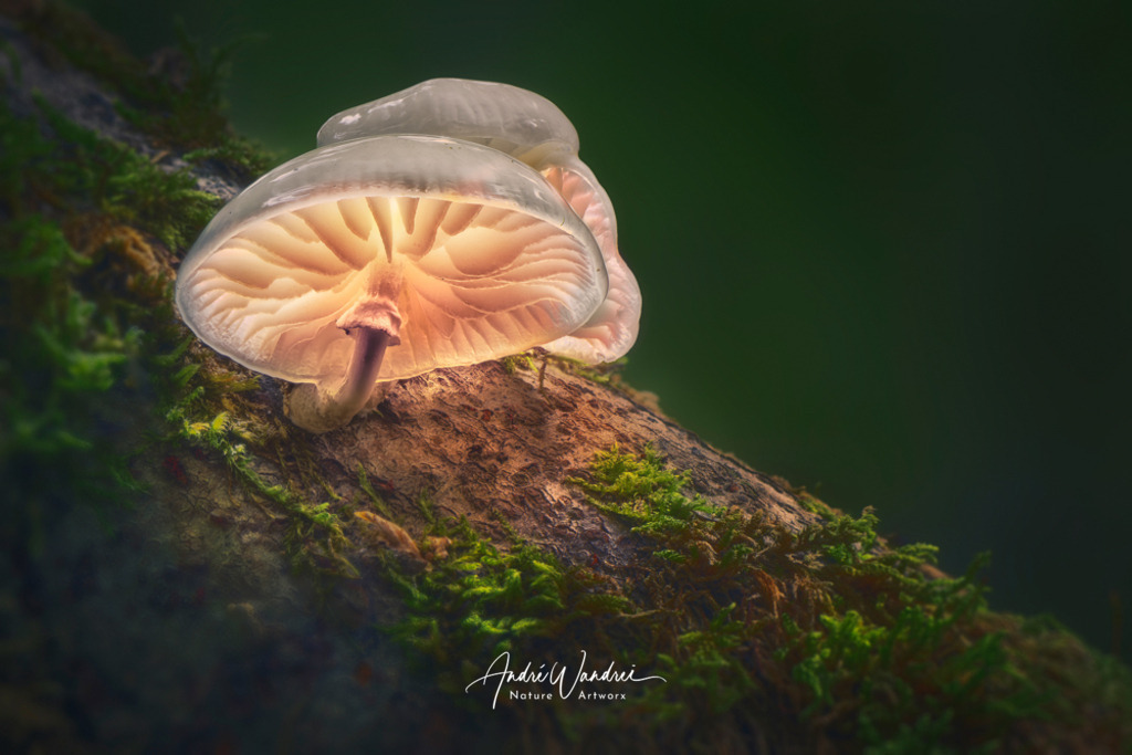 Leuchtpilz (8) | Andre Wandrei - Nature Artworx - Realisiert mit Pictrs.com