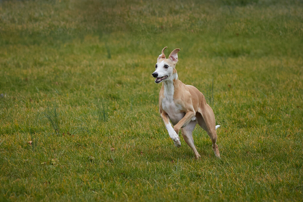 2020_02_23 Basadingen 06 | Peter Fridle Fotografie - Realisiert mit Pictrs.com