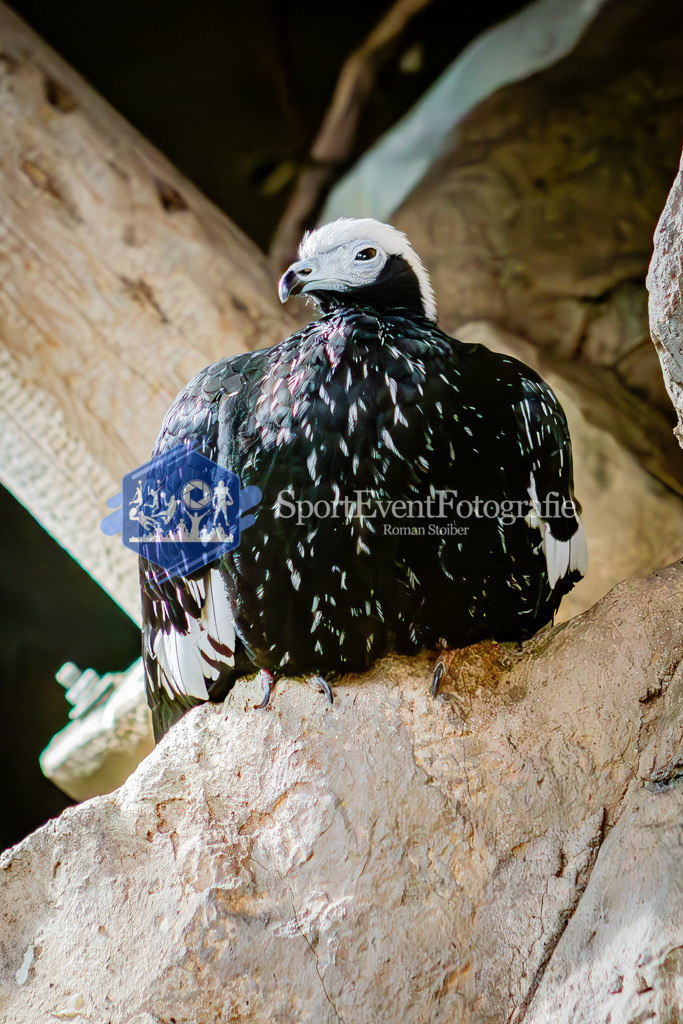 IMG_7697 | SportEventFotografie - Roman Stoiber