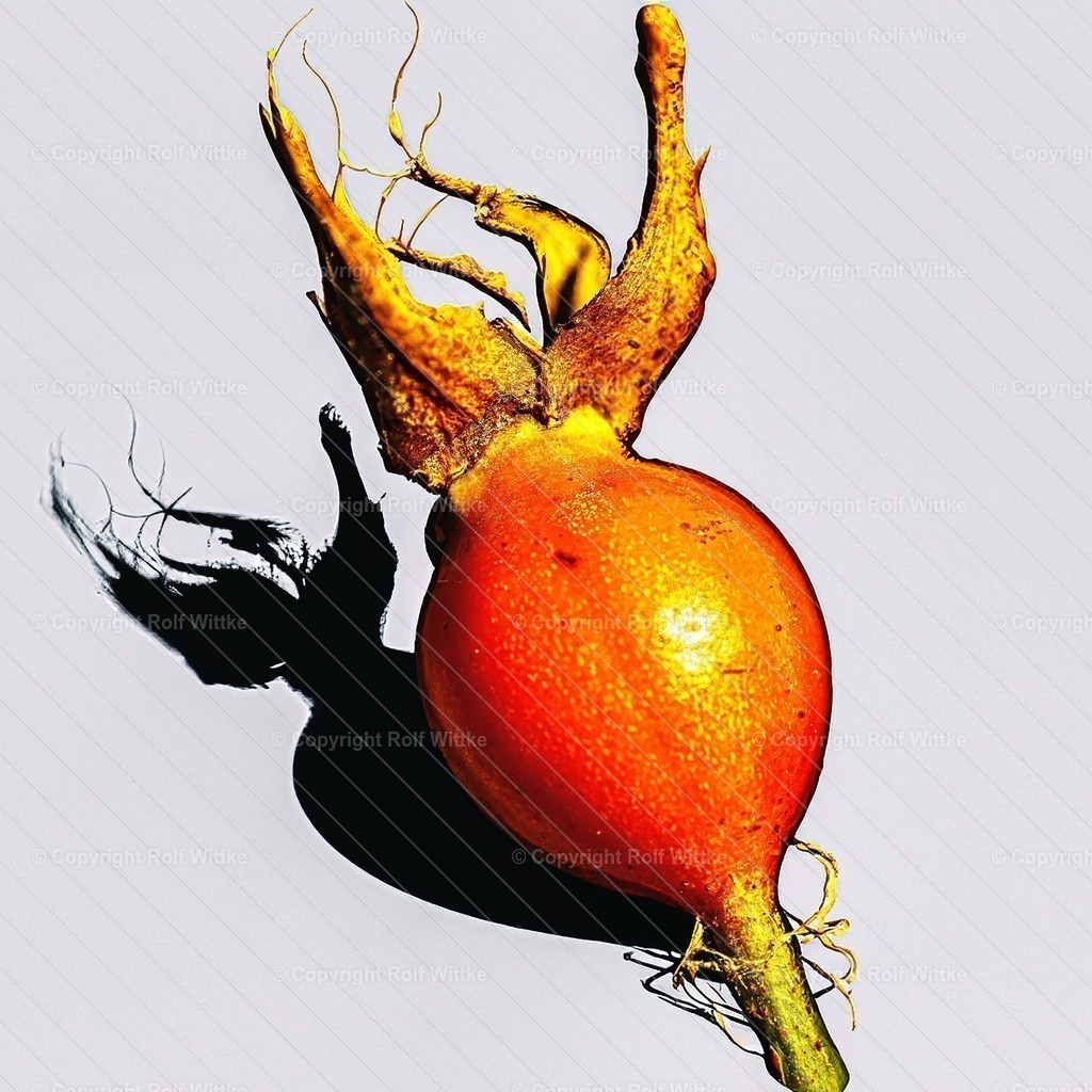 hagebutten | Performers Darstellung einer Hagebutte - Realisiert mit Pictrs.com