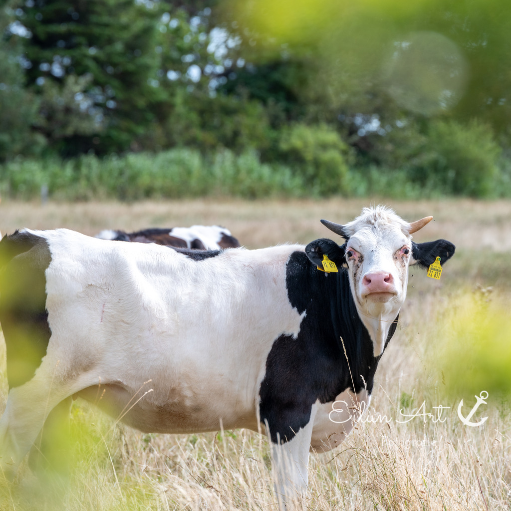 EAF_8763-3 | Eilun-Art-Fotografie Levke Martens, ihre Fotografin für Immobilien- und Landschaftsfotografie auf Föhr, Föhrer Motive als Poster, Leinwand, hinter Acrylglas oder stelle dir deinen eigenen Monatskalender zusammen, mit nur einem Klick