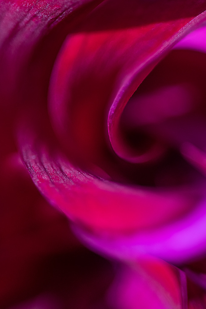 Blütenblätter einer pinkfarbigen Dahlie | Best. Nr. d_2022_10_0118 - Realisiert mit Pictrs.com