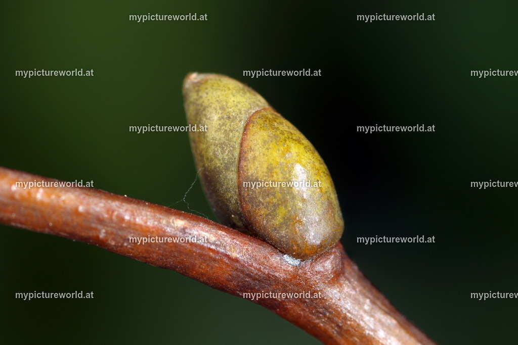 Winterlinde-001 | Das Bilderarchiv über Tiere, Planzen und Landschaften. In der Bilddatenbank finden Sie ein große Auswahl an hochwertigen Bilder für Ihre Werbung - Realized with Pictrs.com