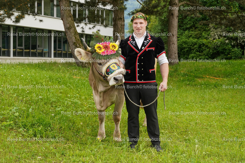 mit Rind | René Burch leidenschaftlicher Fotograf aus Kerns in Obwalden.  Hier finden sie Sport, Landschaft und Natur Fotografie.
 - Realisiert mit Pictrs.com