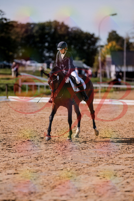 2026_10_03_Siefer-Hof_125856_Z81_49737114 | Professionelle Reitsport-, Turnier- und Eventfotografie von Robert Broda. Galerien mit ausgewählten und bearbeiteten Bildern direkt online ansehen und bestellen.