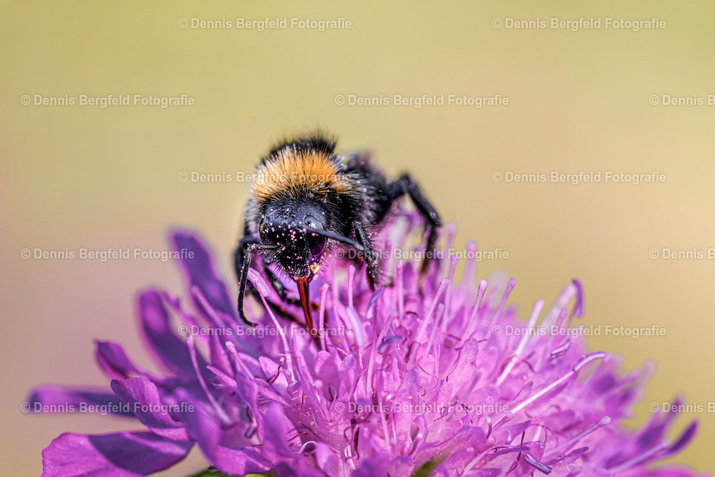 Hummel 4 | Entdecken Sie Natur, Makro und Tierfotografie von Dennis Bergfeld.Besondere Momente und Details der Natur, hochwertig als Foto und Wandbild erhältlich. - Realisiert mit Pictrs.com