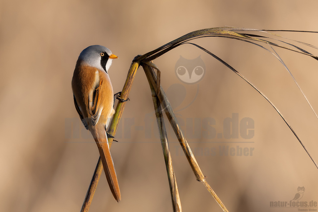 R5NF5281-20231003 | Die Bartmeise ist eine Vogelart und wird heute meist als einzige Art der damit monotypischen Familie Panuridae betrachtet. Sie ist ein meisenartiger, langschwänziger Bewohner großer Schilfflächen. - Realisiert mit Pictrs.com