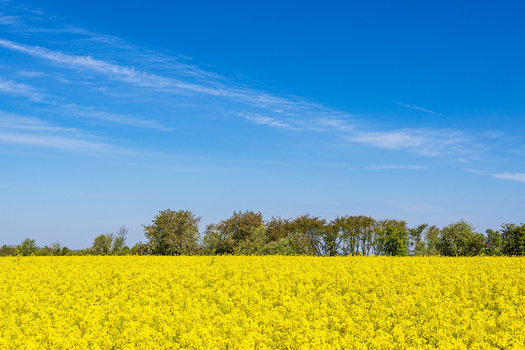 Rapsfeld mit Bäumen und blauen Himmel bei Parkentin | Rapsfeld mit Bäumen und blauen Himmel bei Parkentin.