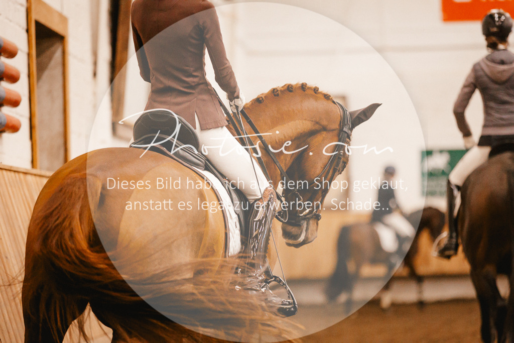 3I6A1646 | Stimmungsvolle Portraits und Reitsportfotografie im Ruhrgebiet und im Münsterland.

Pferdefotografie, Hundefotografie, Tierfotografie, Reportagen, Portraits von Tier und Mensch, Turnierfotografie in Bochum, Recklinghausen, Marl, Haltern am See, Dülmen.. - Realisiert mit Pictrs.com