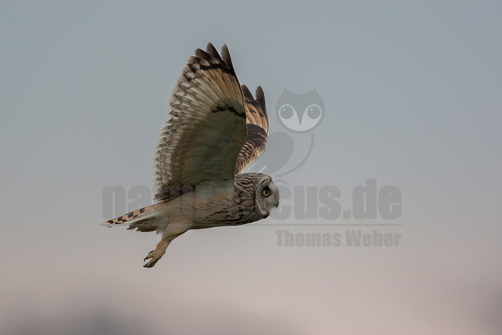 20080324_08523416939 | 
Sumpfohreule

Sumpfohreule (Asio flammeus)
Systematik
Klasse:	Vögel (Aves)
Ordnung:	Eulen (Strigiformes)
Familie:	Eigentliche Eulen (Strigidae)
Gattung:	Ohreulen (Asio)
Art:	Sumpfohreule
Wissenschaftlicher Name
Asio flammeus
(Pontoppidan, 1763)
Die Sumpfohreule (Asio flammeus) ist eine Vogelart aus der Gattung der Ohreulen (Asio) innerhalb der Familie der Eigentlichen Eulen (Strigidae). Ihre kurzen Federohren sind meist angelegt und somit nicht sichtbar. Der englische Name Short Eared Owl betont dieses Merkmal, während der deutsche die Lebensraumpräferenzen der Art für Feucht- und Marschgebiete unterstreicht. - Realisiert mit Pictrs.com