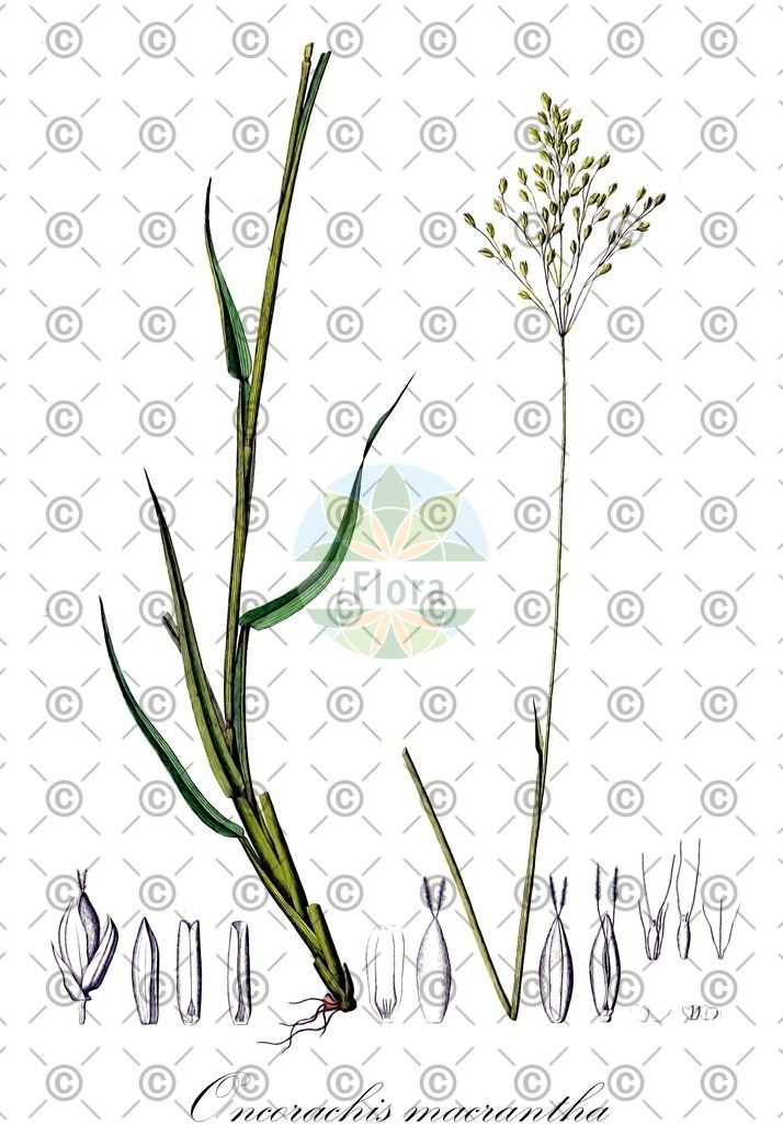 HistAbb_wfo-0000256784_3_ENZY_Simple | Historische Abbildung von Oncorachis macrantha - Poaceae | Historical Illustration of Oncorachis macrantha - Poaceae