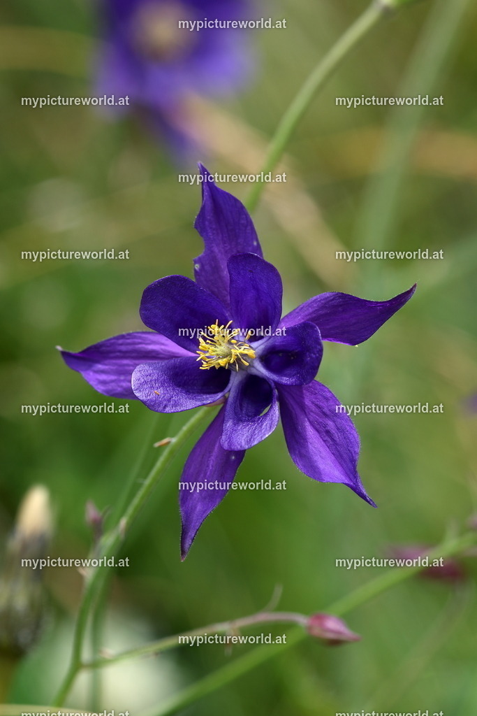 Kleinblütige Akelei-005 | Das Bilderarchiv über Tiere, Planzen und Landschaften. In der Bilddatenbank finden Sie ein große Auswahl an hochwertigen Bilder für Ihre Werbung - Realized with Pictrs.com