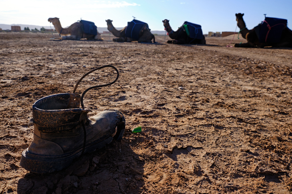 Dromedar mit Wüstenlandschaft mit Bergschuh | Qued Ziz, Marokko - November 15, 2024: Dromedar mit Wüstenlandschaft mit Bergschuh. - Realisiert mit Pictrs.com