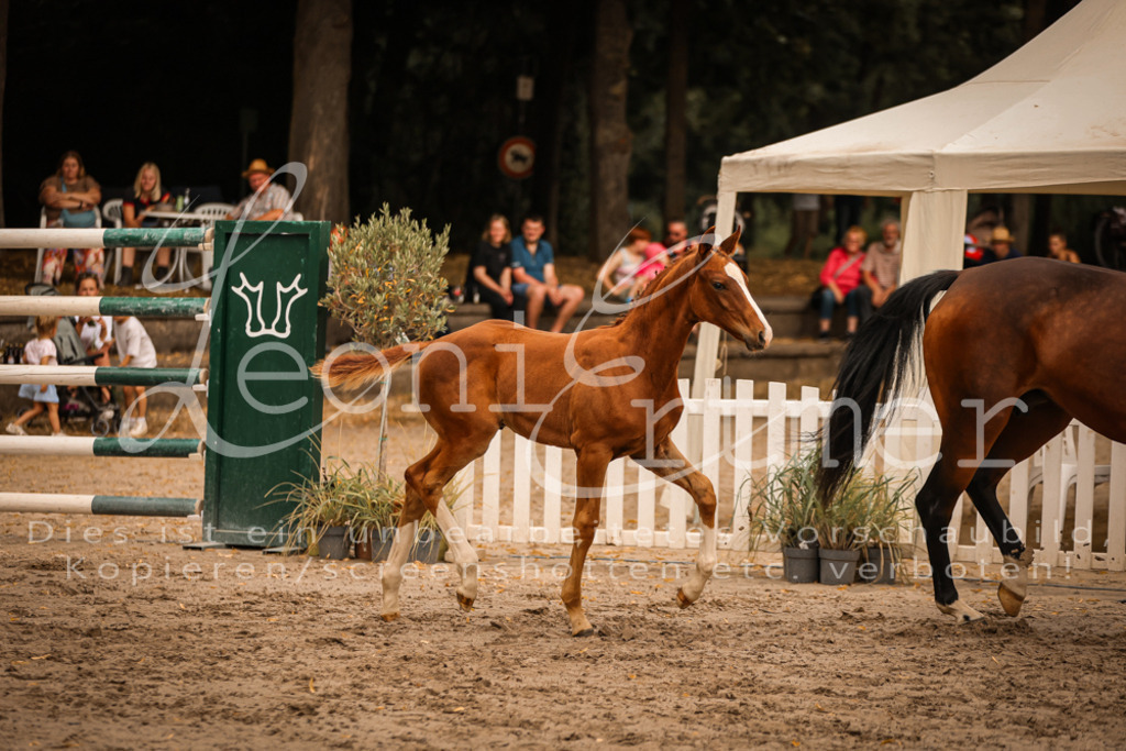 SaPA00261 | Leoni Ertmer Photography - Realisiert mit Pictrs.com