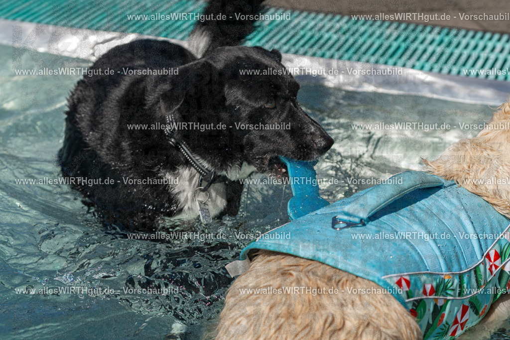 Hundeschwimmen_Volksbad_2026-allesWIRTHgut_Tierfotografie-2609061245-FAY06551 | Professionelle Tierfotografie in Mönchengladbach von Daniel Wirth (allesWIRTHgut). Liebevolle & natürliche Bilder von Hunden & Katzen für unvergessliche Erinnerungen.