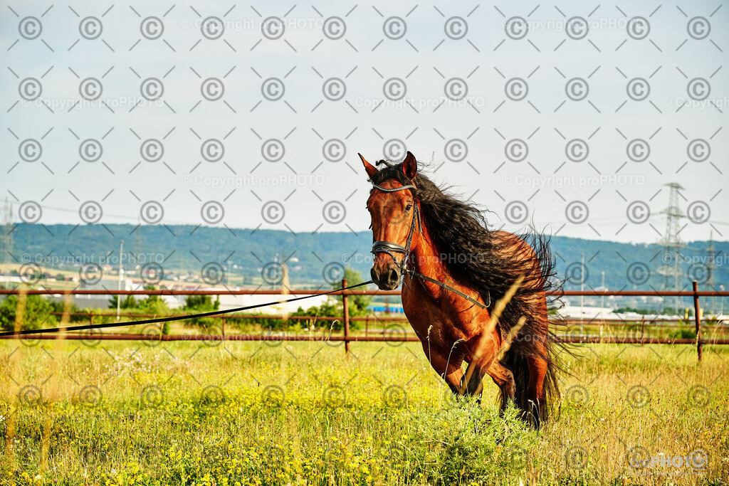 291_202406_Nicki-Herodes_NZ9_0238 | proPHOTO - Realisiert mit Pictrs.com