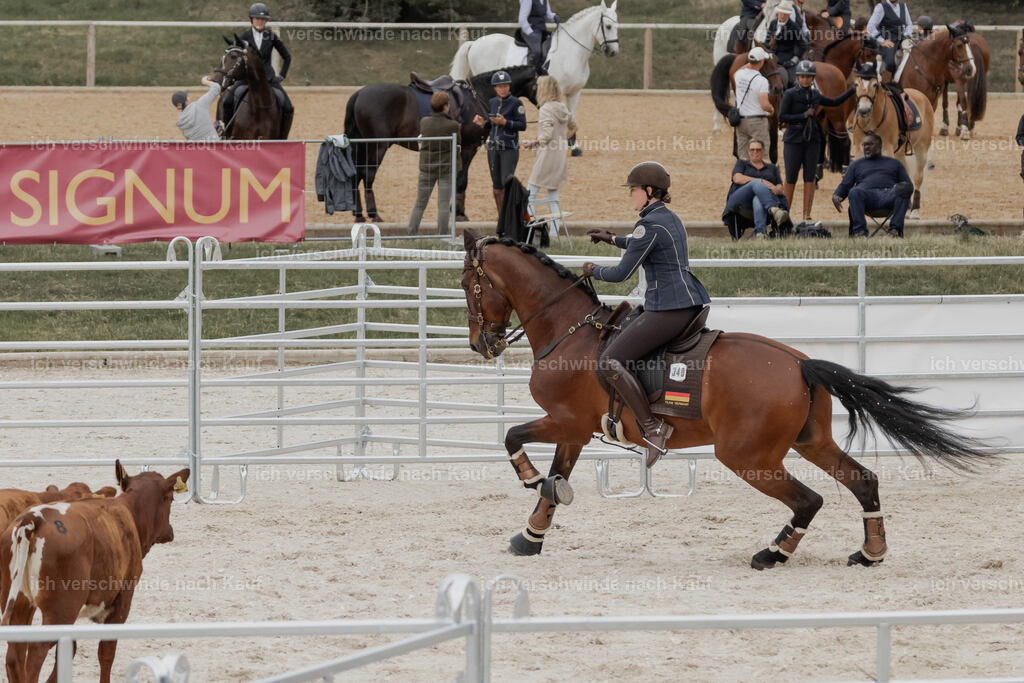 WE__Stoib_Rinder_PI2025_3035 | Pferd International München 2025