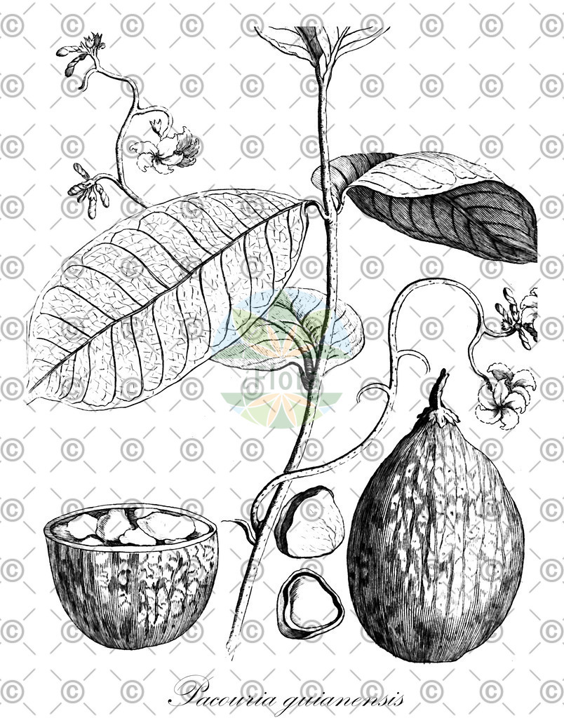 HistAbb_7PP5Y_1_ENZY_Simple | Historische Abbildung von Pacouria guianensis - Apocynaceae | Historical Illustration of Pacouria guianensis - Apocynaceae