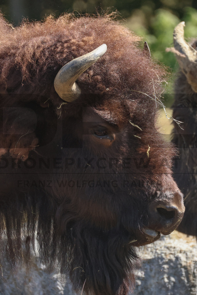 Bisons at Tierpark Herberstein // Bisons im Tierpark Herberstein | Bisons at Tierpark Herberstein in Styria, Austria. The scene shows the powerful animals in their enclosure and highlights their impressive appearance, calm presence and natural behavior in the zoo environment. // Bisons im Tierpark Herberstein in der Steiermark, Österreich. Die Szene zeigt die kraftvollen Tiere in ihrem Gehege und hebt ihr eindrucksvolles Erscheinungsbild, ihre ruhige Präsenz und ihr natürliches Verhalten im Tierpark hervor. - Realisiert mit Pictrs.com