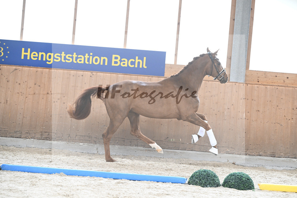 Kat-Nr. 69 Valerio LK v. Va Bene_Kloessinger_7241447 | hf-fotografie - Realizzato con Pictrs.com