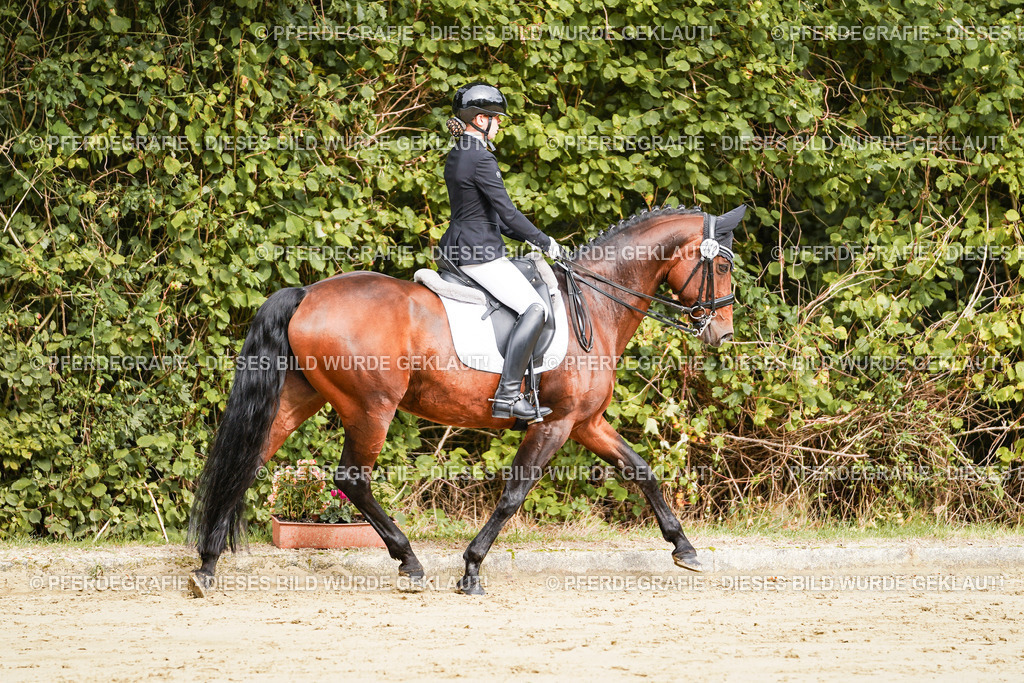 DSC01813 | Pferdegrafie