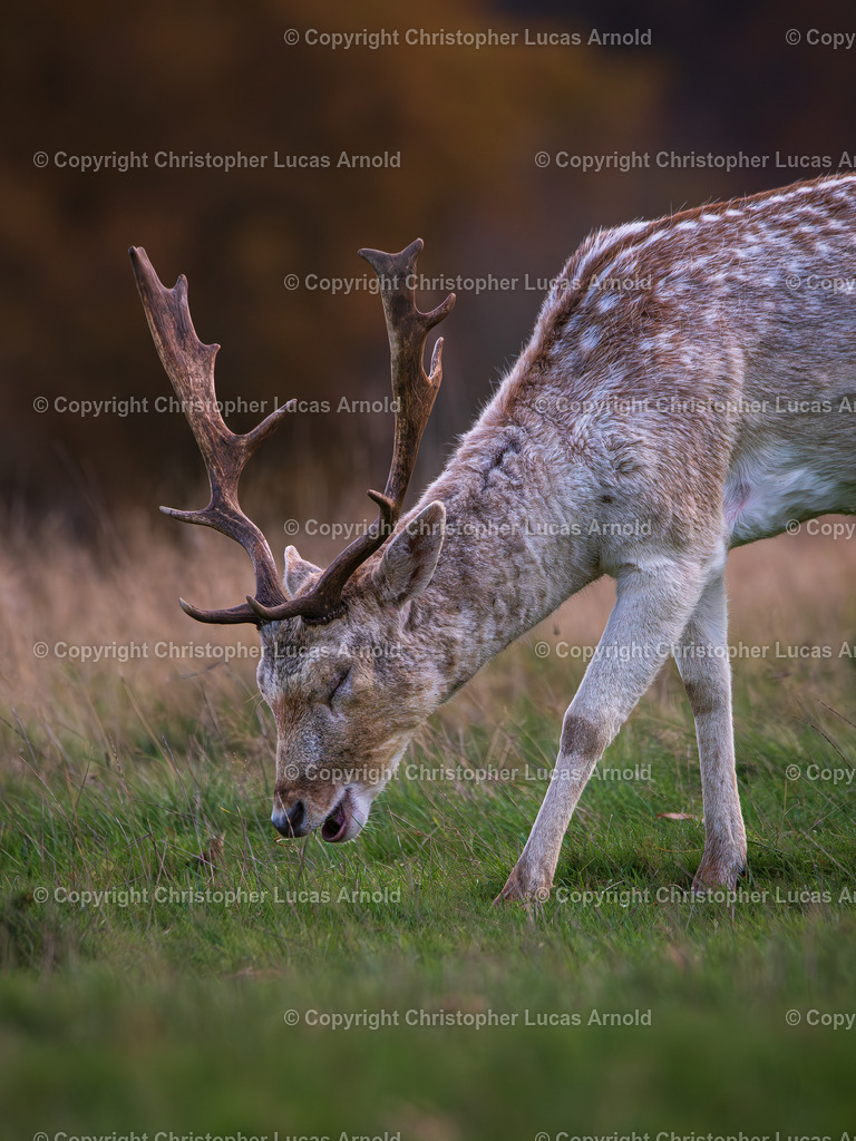 Damwild_ lachend | bildkomponist - Realisiert mit Pictrs.com