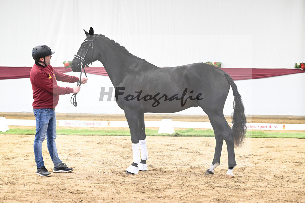 Kat-Nr. 16 Dream Royal x Everdale_Stephanie Hueffer_47250397 | hf-fotografie - Realisiert mit Pictrs.com