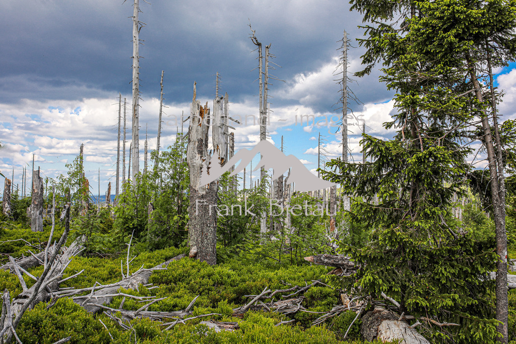 OE7A4073 | Stürme und Borkenkäfer haben dem Wald im Bayerischen und Böhmischen Wald stark zugesetzt. Die Schäden sind gewaltig und unübersehbar. Mehr und mehr breitet sich Jungwuchs und damit neuer Wald in den Höhenlagen aus