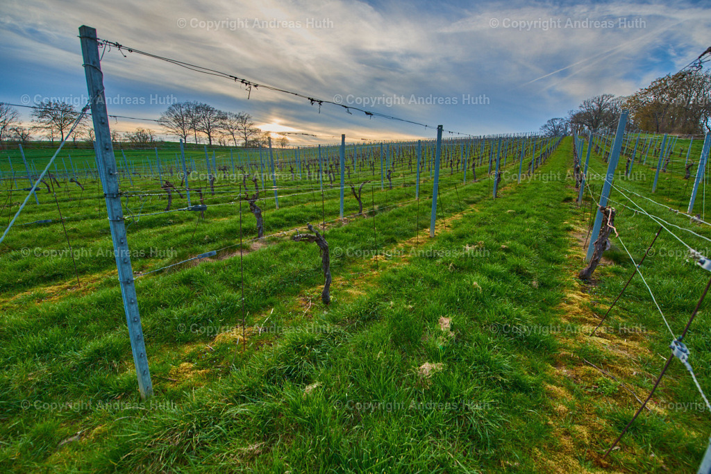 Der historische Weinhang bei Salsitz 02 | Bedeutsame Landschaften Deutschlands - Realisiert mit Pictrs.com