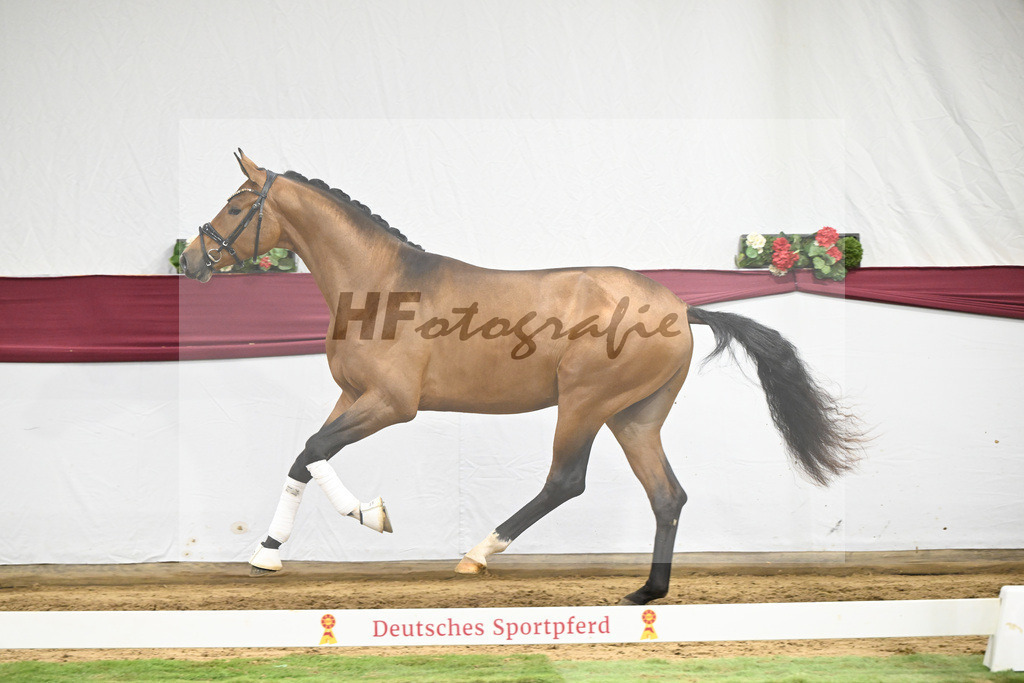 Kat-Nr. 45 Velvedere x Goldberg_Franz-Josef Kleinekoerdt_47251596 | hf-fotografie - Realisiert mit Pictrs.com