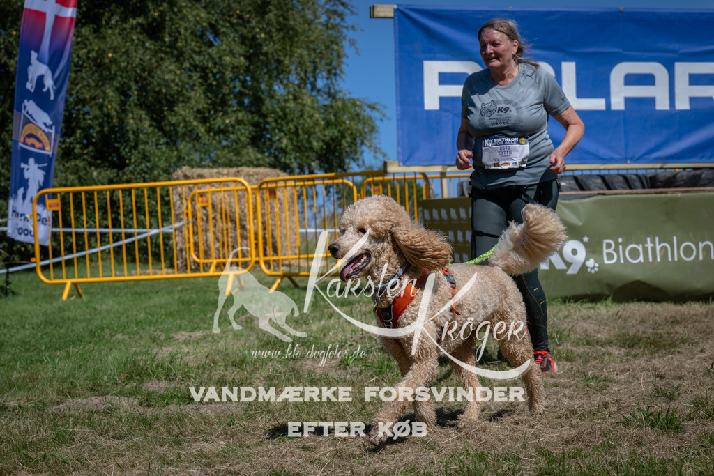 1248_ZZ96741 | kk-dogfotos