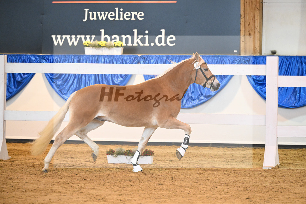 Kat-Nr. 14 Ariat v. Adonis_Dittrich_60220203 | hf-fotografie - Realisiert mit Pictrs.com