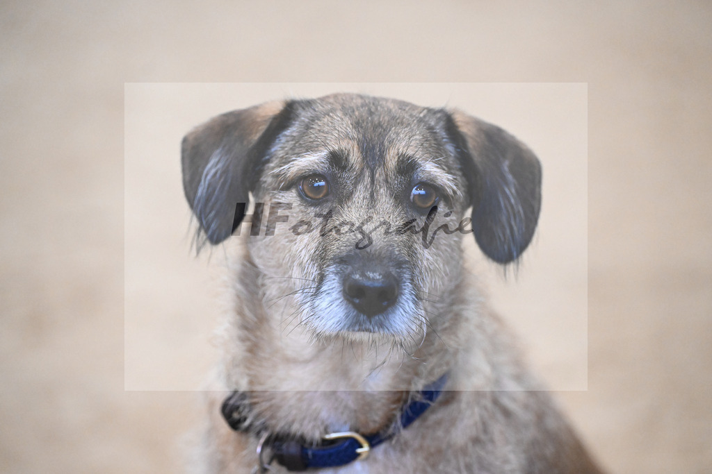 Dennis Hund_48251741 | hf-fotografie - Realisiert mit Pictrs.com