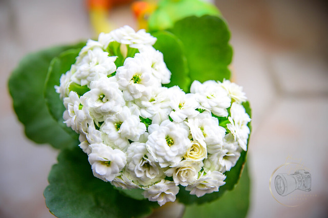 DSC_1412 | Shop für Prints Landschaftsfotografie Sächsische Schweiz Naturfotografie in Thüringen Fotos vom Findlingspark Nochten Kloster Sankt Marienstern Bilder Festung Königstein PanoramaRhododendronpark Kromlau FotogalerSchleswig-Holstein Küstenlandschaften