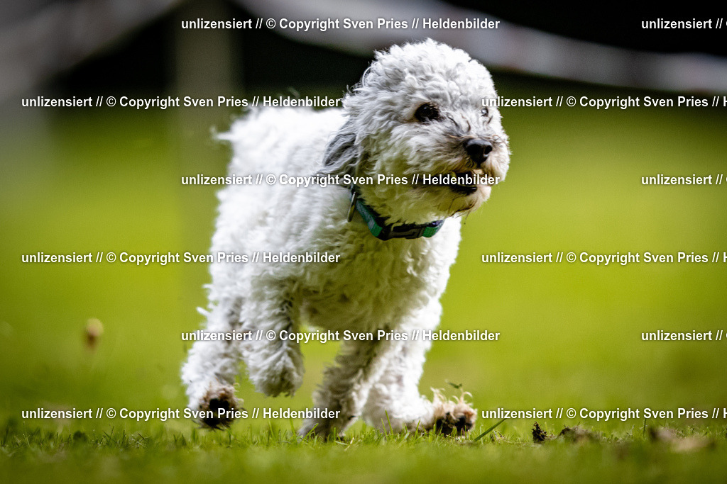 Sven Pries | 2025-10-03 - Hunderennen Obergrombach - Realisiert mit Pictrs.com