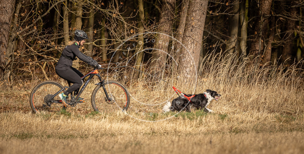 DV3A4607 | Hundefotografie, Tierfotograf, Pfotenfotografie, Fotoshooting Hund, Hunde Portrait, Hundesport, Hundeportraits, Heideshooting, Hunde, Sportfotograf, Hundefotograf, Turnierhundsport, THS,  - Realisiert mit Pictrs.com