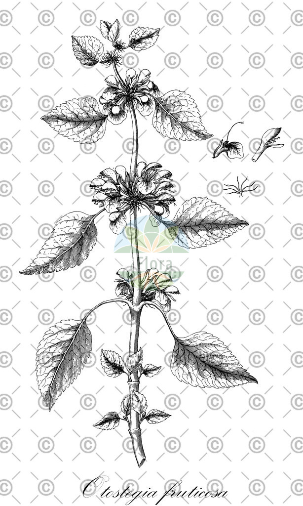 HistAbb_wfo-0000261654_1_ENZY_Simple | Historische Abbildung von Otostegia fruticosa - Lamiaceae | Historical Illustration of Otostegia fruticosa - Lamiaceae