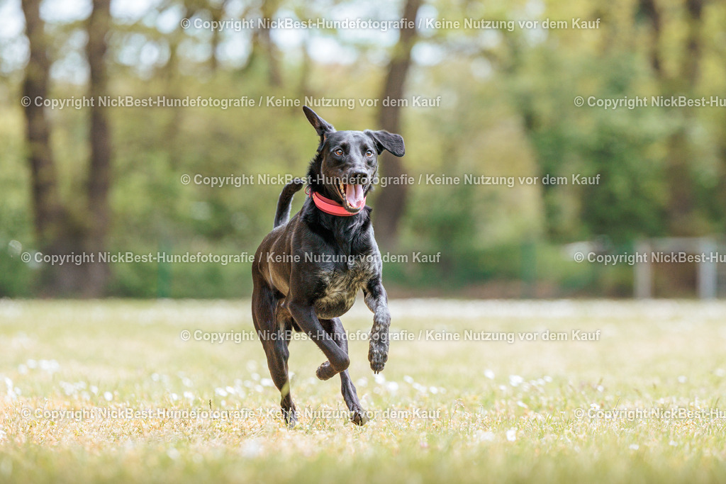 Sage Hunderennen Frühlingsfest-2026-Nickbest-Hundefotografie-0460 | Dein Hund! Dein Moment! Deine Erinnerungen! Hundefotografie in Bremen Blumenthal. Ich fange die besonderen Momente deines Vierbeiners ein – ob Indoor mit Blitzanlage oder in der freien Natur. Sicher dir dein Moment und dein Termin für eure Erinnerungen.