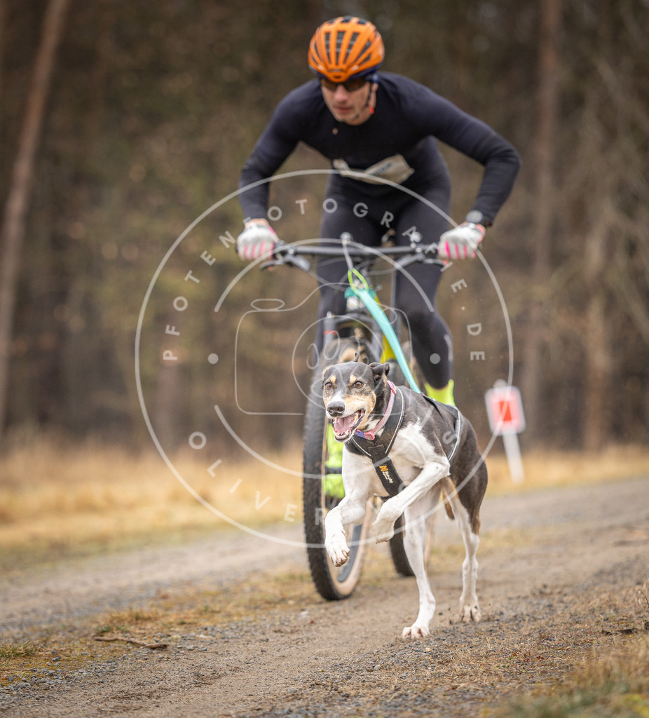 DV3A3192 | Hundefotografie, Tierfotograf, Pfotenfotografie, Fotoshooting Hund, Hunde Portrait, Hundesport, Hundeportraits, Heideshooting, Hunde, Sportfotograf, Hundefotograf, Turnierhundsport, THS,  - Realisiert mit Pictrs.com