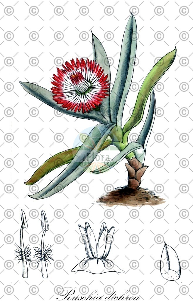 HistAbb_EMP_67483_6_FloraD_Simple | Historische Abbildung von Ruschia dichroa - Aizoaceae | Historical Illustration of Ruschia dichroa - Aizoaceae