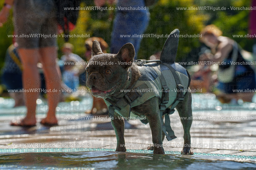 allesWIRTHgut Tierfotografie - allesWIRTHgut.de - 7IV08589 | Professionelle Tierfotografie in Mönchengladbach von Daniel Wirth (allesWIRTHgut). Liebevolle & natürliche Bilder von Hunden & Katzen für unvergessliche Erinnerungen.