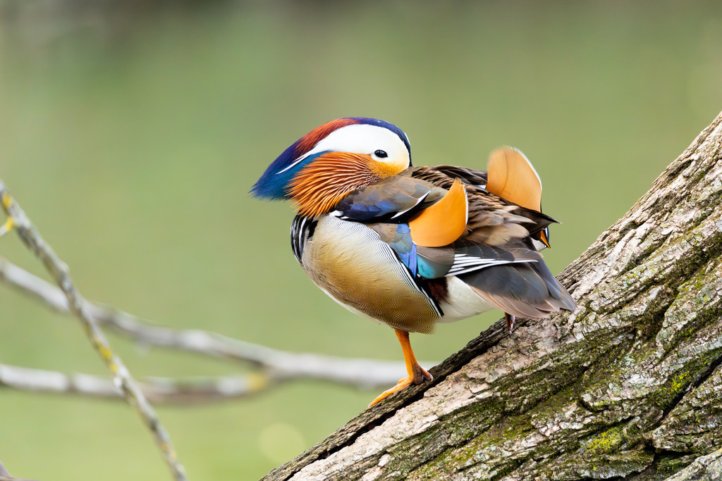 Die Mandarinente | Die Mandarinente ist eine Art aus der Familie der Entenvögel, die ursprünglich in Ostasien beheimatet ist. Ihr natürliches Verbreitungsgebiet erstreckt sich über Teile Nordostchinas, das Amurgebiet und Japan.
In Europa ist die Mandarinente keine einheimische Art. Sie wurde bereits im 18. Jahrhundert als Ziervogel eingeführt und primär in Parkanlagen gehalten. Die heute in vielen europäischen Ländern, darunter Großbritannien, Deutschland und den Niederlanden, freilebenden Populationen gehen auf entflogene Vögel aus Gefangenschaftshaltung zurück. Diese als Neozoen bezeichneten Populationen haben sich erfolgreich etabliert und sind aufgrund ihrer Kälteunempfindlichkeit und Ortstreue vielerorts ganzjährig zu beobachten. - Realisiert mit Pictrs.com