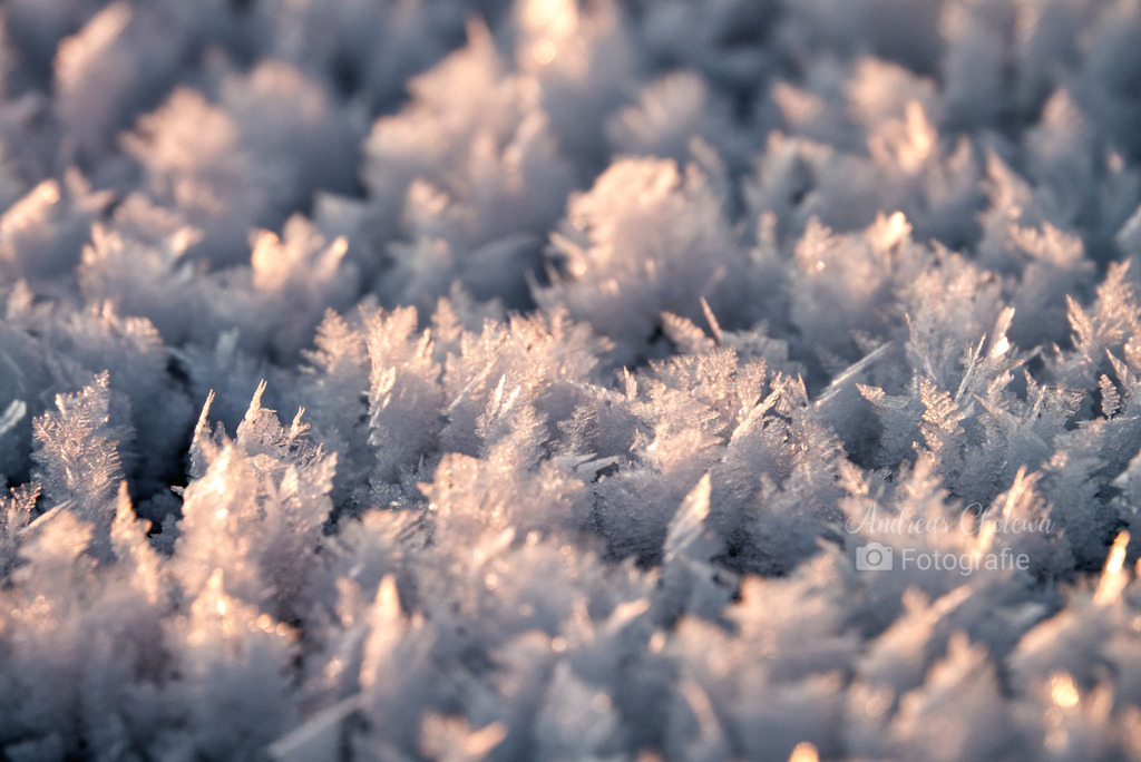 Frostblumen | Der Onlineshop für malerische Fotografien aus dem Landkreis Vechta✅ Premium Druck auf Leinwand✅ Acryl✅ oder Alu-Dibond✅➤Jetzt Bestellen! - Realisiert mit Pictrs.com