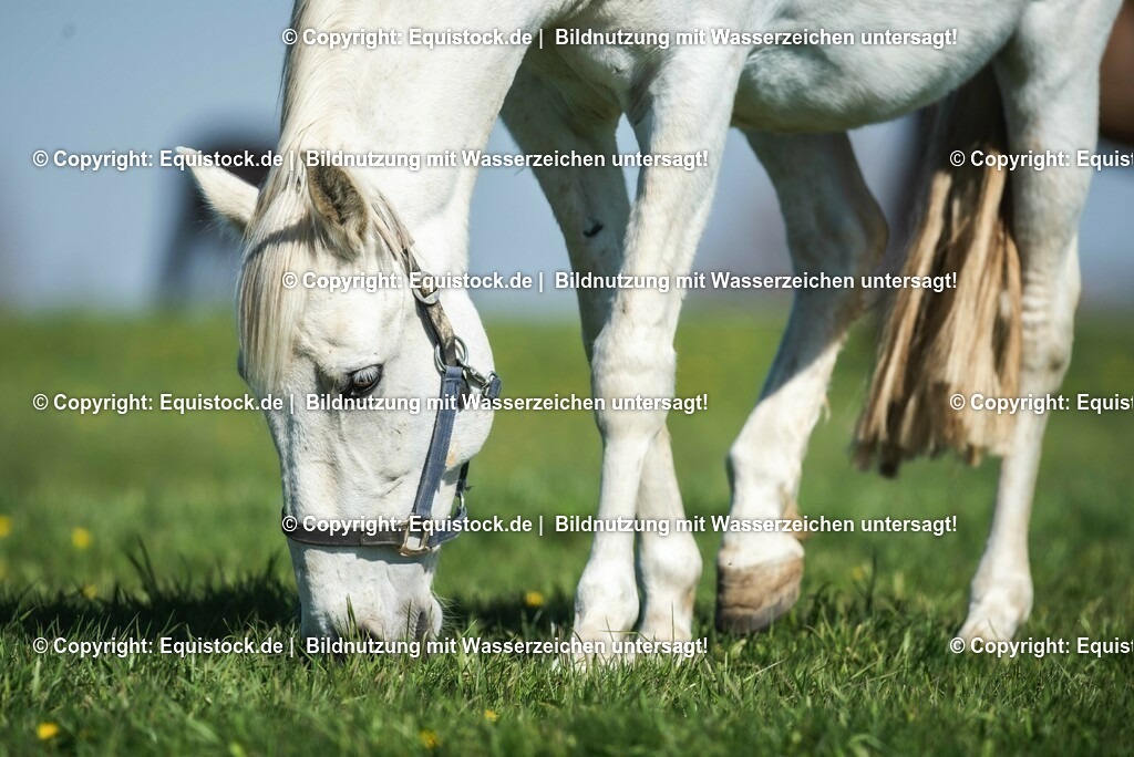 20210426_Pferd-auf-Koppel_0063 | equistock