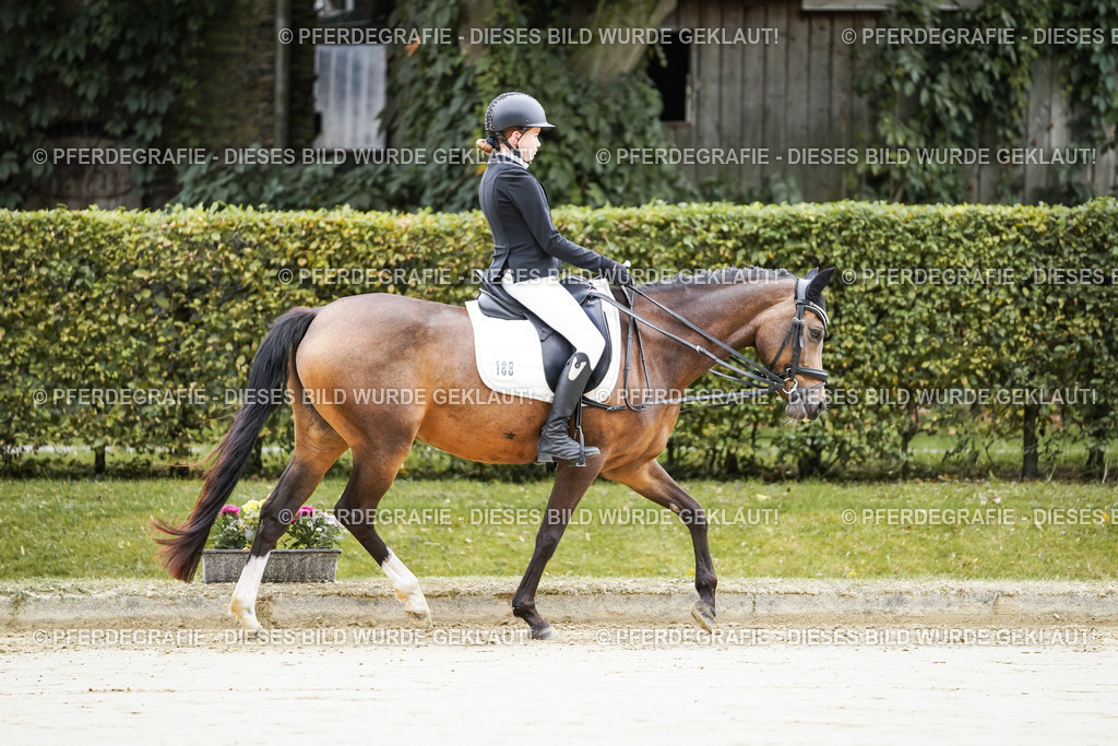 DSC04515 | Pferdegrafie