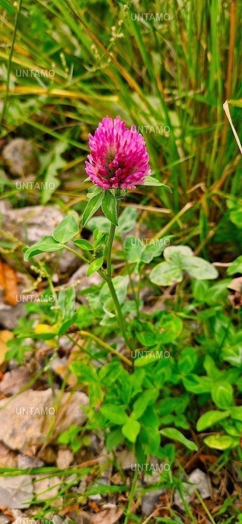 KleeBlüte | untamo - Realisiert mit Pictrs.com
